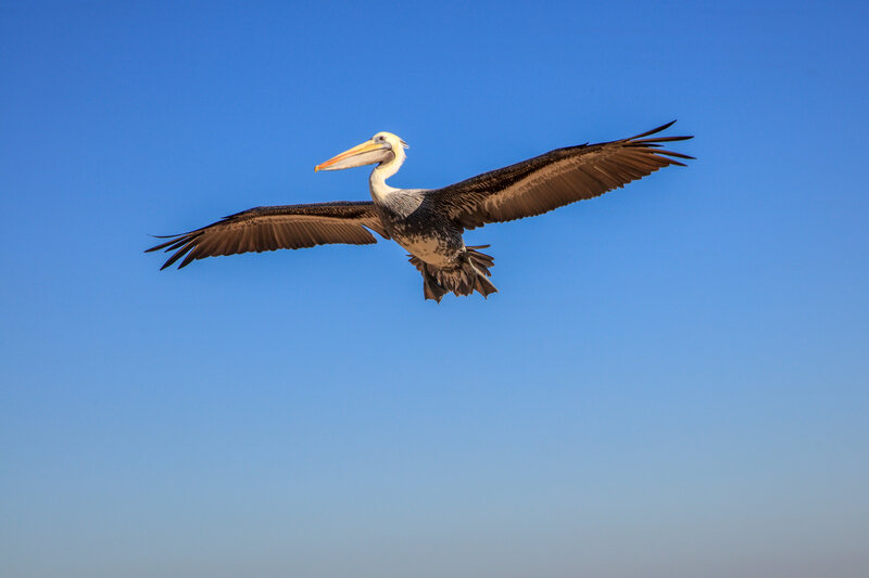Pelican in Flight — Blue, Serene