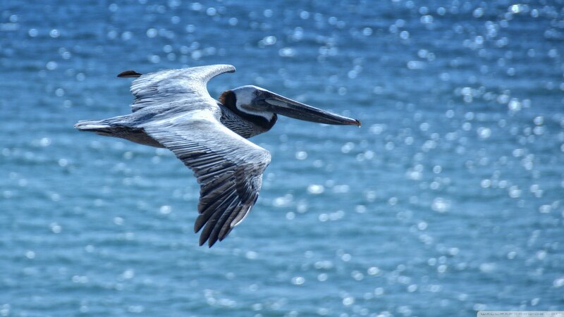 Pelican in Flight — Blue