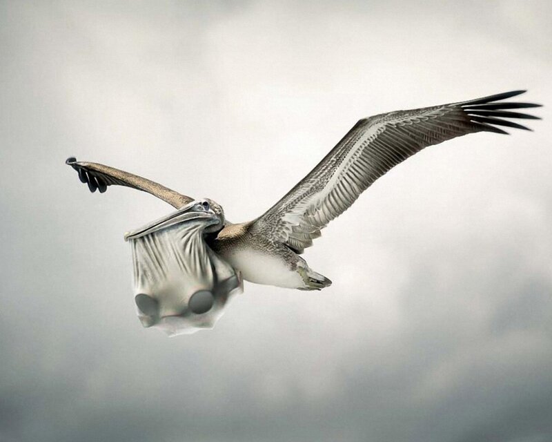 Pelican in Flight — Gray, Dramatic, Photograph