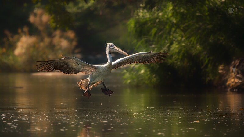 Pelican in Flight — Green, Serene