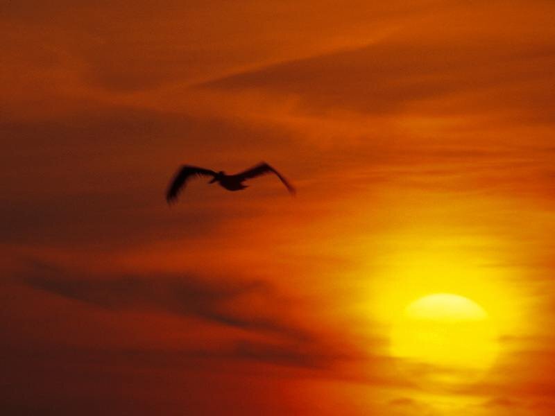 Pelican in Flight — Orange, Dramatic