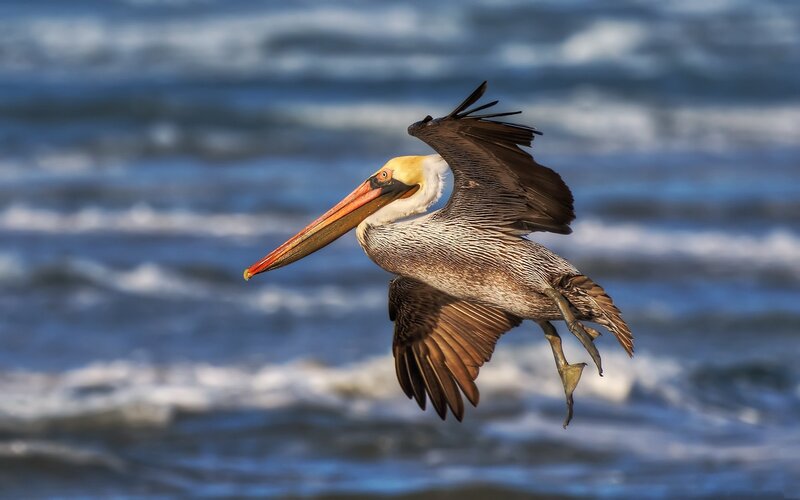 Pelican in flight over ocean