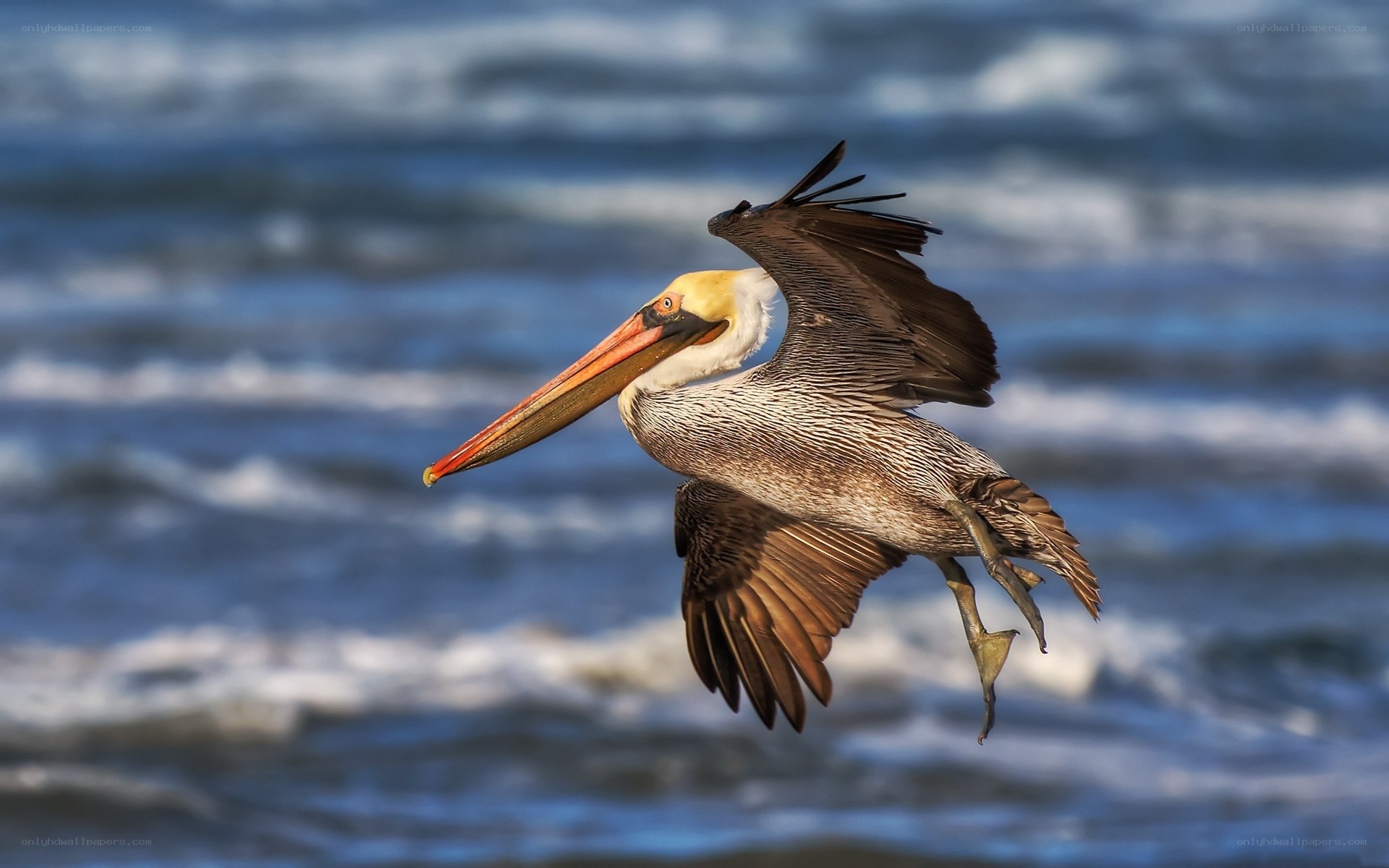 Pelican in flight over ocean
