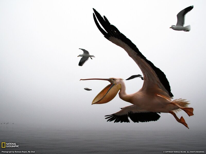 Pelican in flight over water