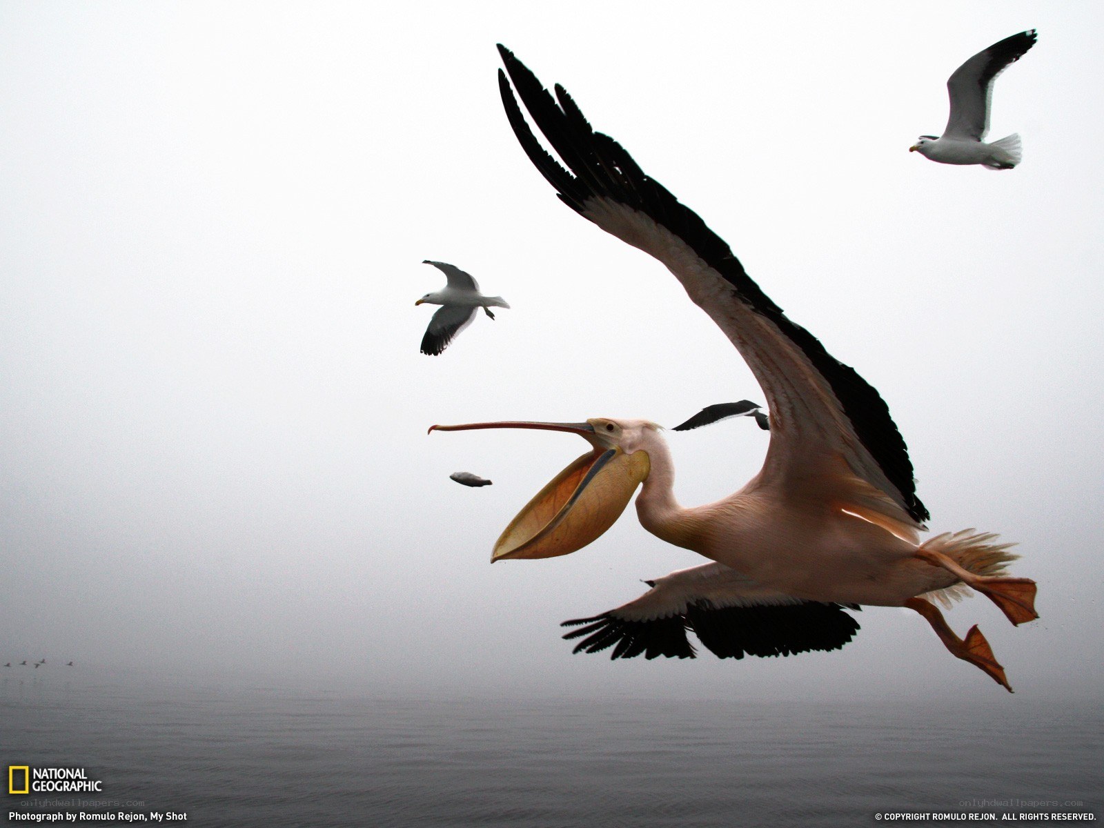 Pelican in flight over water