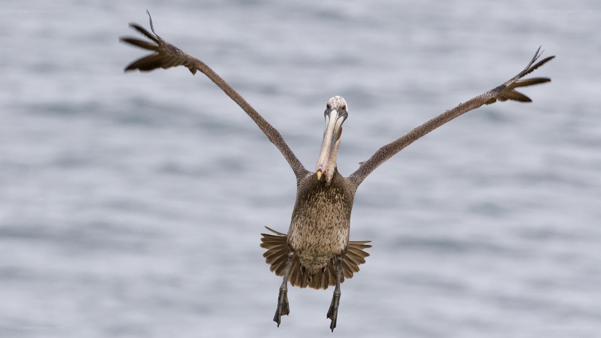 pelican in flight over water