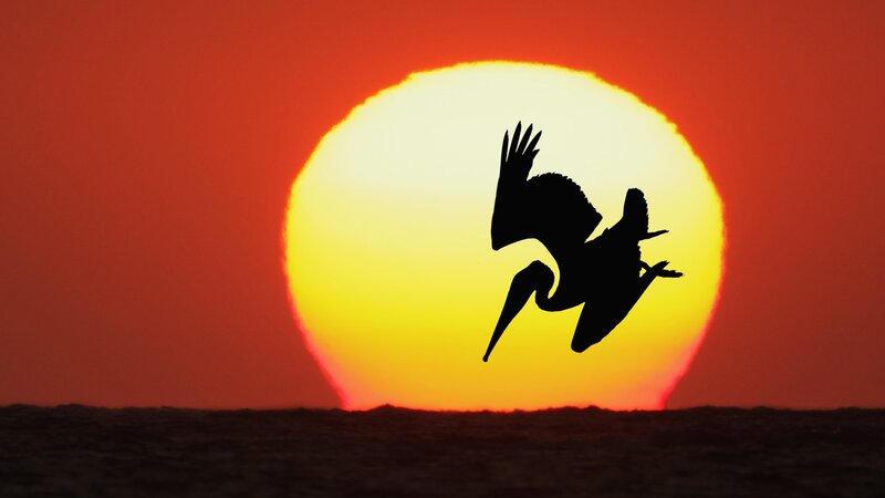 Pelican in Flight — Red, Dramatic, Sunset