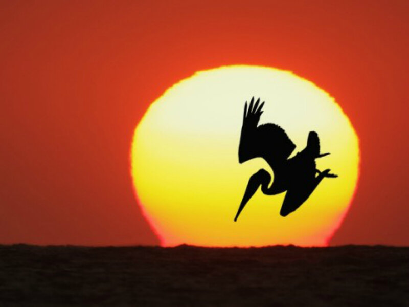 Pelican in Flight — Red, Dramatic