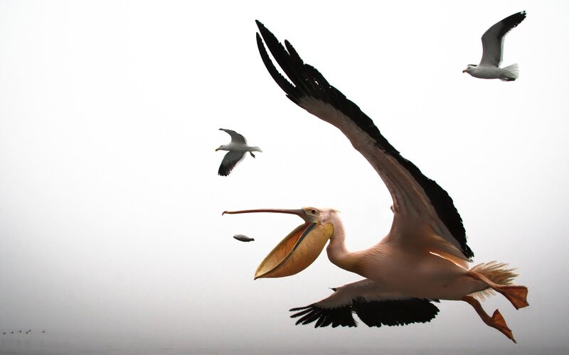 Pelican in Flight — White, Dynamic