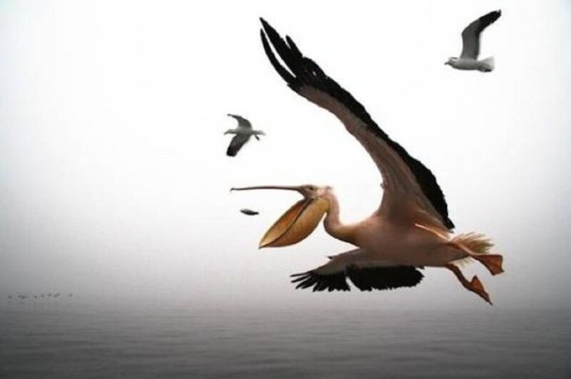 Pelican in Flight — White