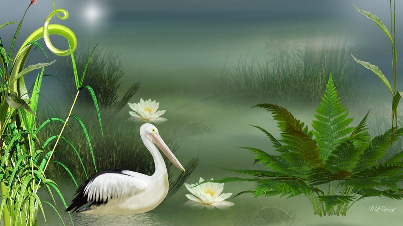 Pelican in Pond