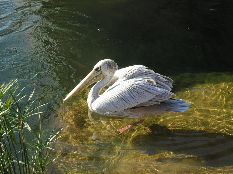 Pelican in shallow water