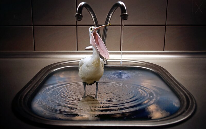Pelican in Sink