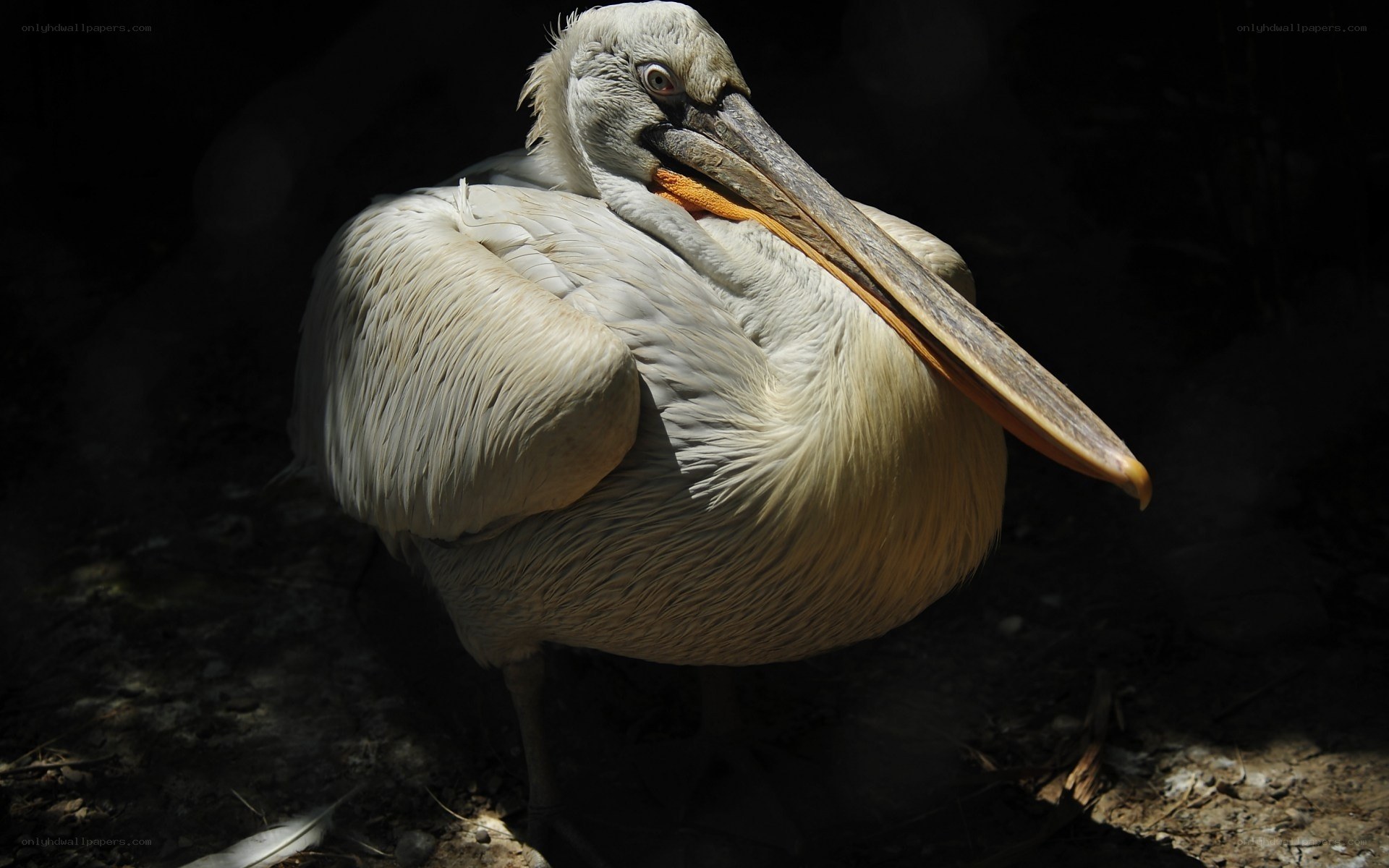 Pelican in the shade