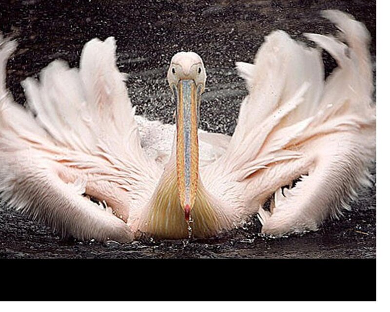 Pelican in Water