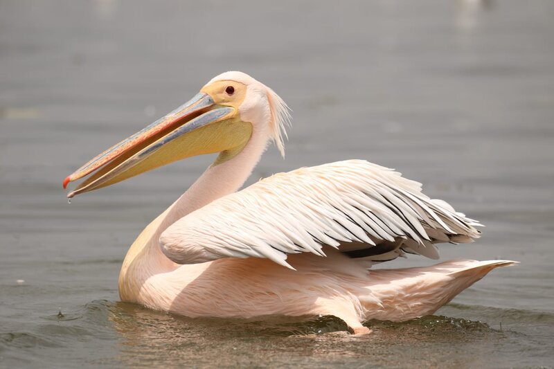 Pelican in Water — White