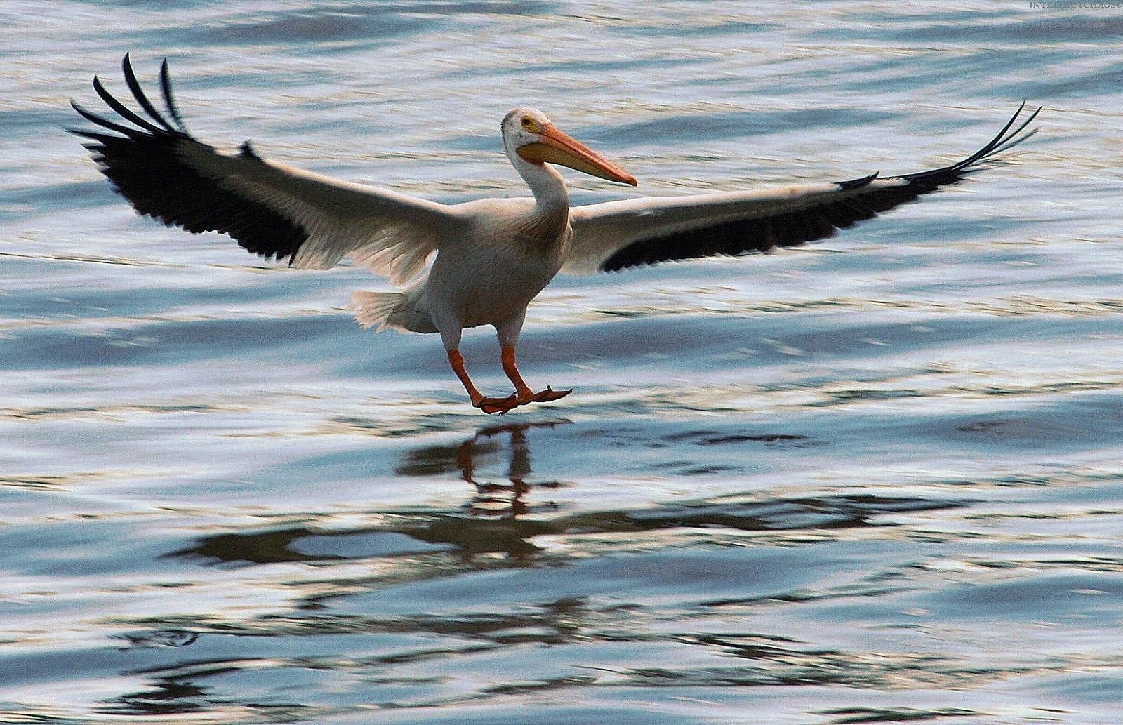pelican landing on water