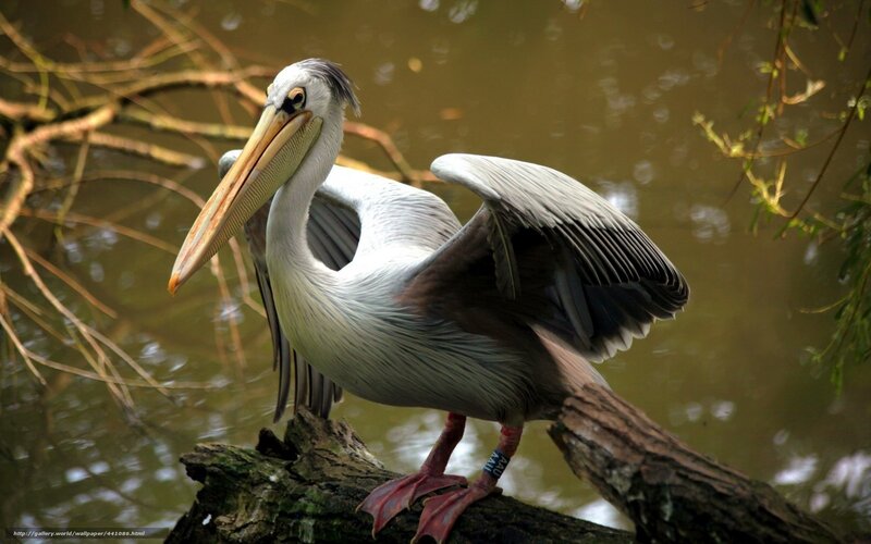 Pelican on a branch