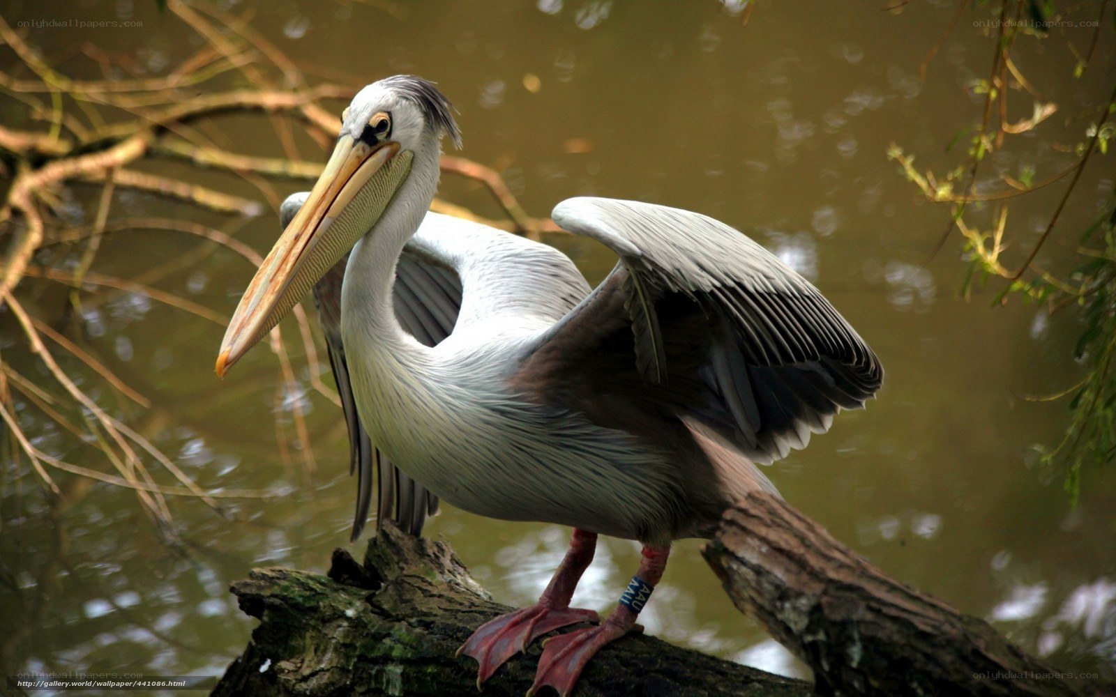 Pelican on a branch