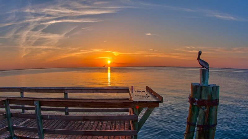Pelican on a Dock
