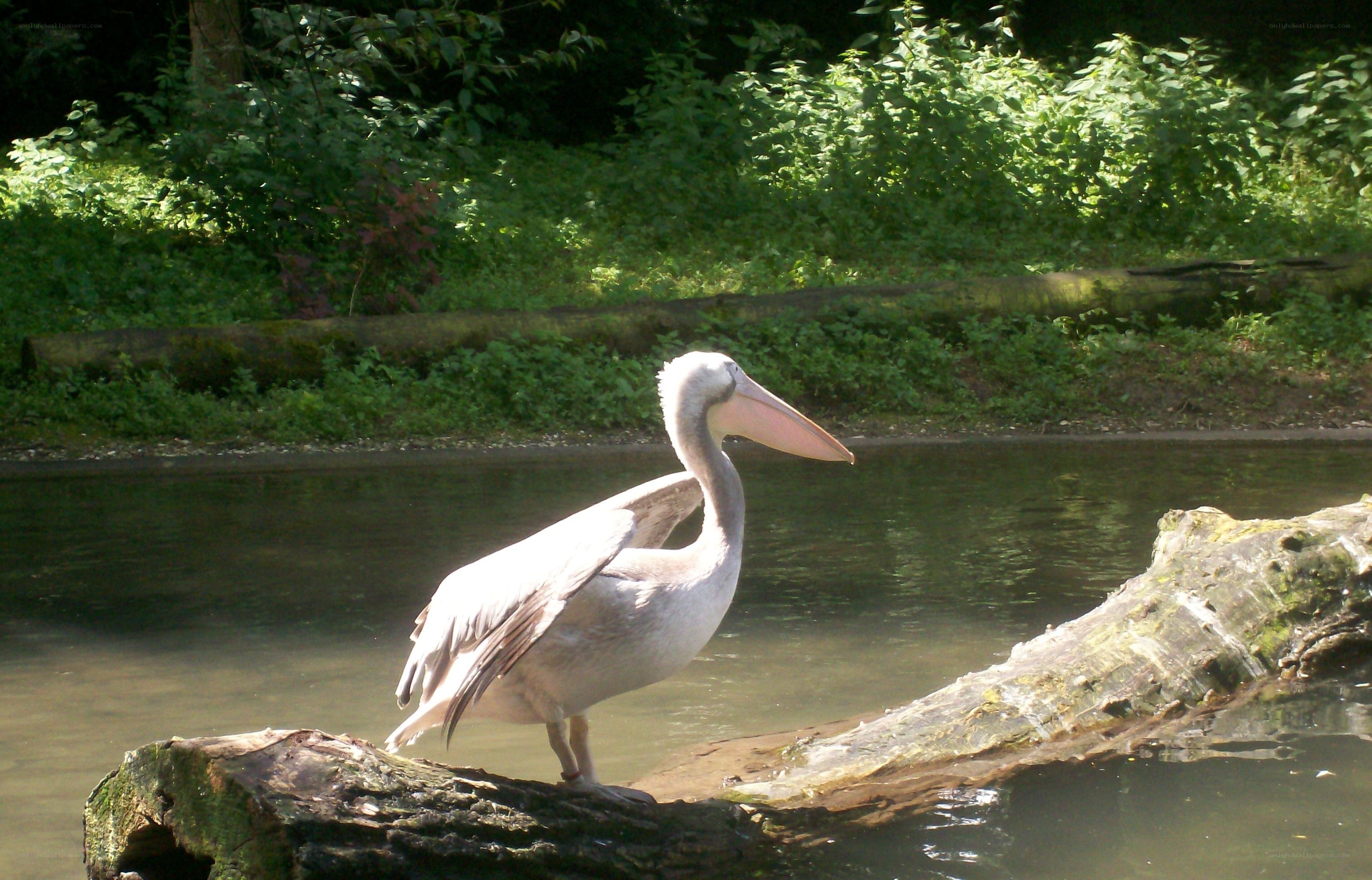 pelican on a log by water