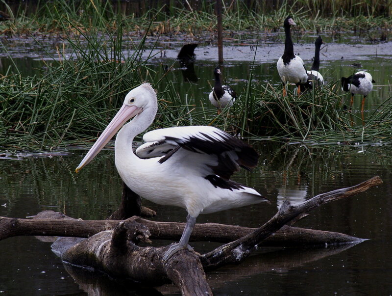 Pelican on a log in wetlands