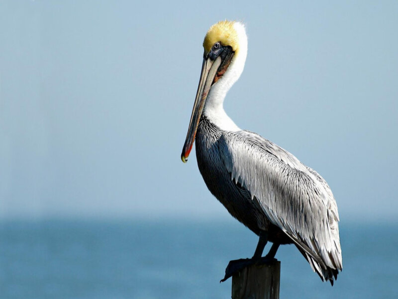 pelican on a post