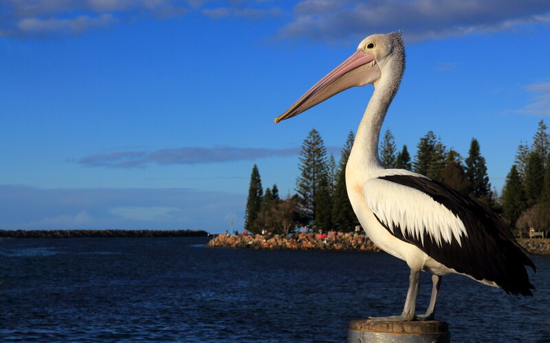 Pelican on a Post — Blue