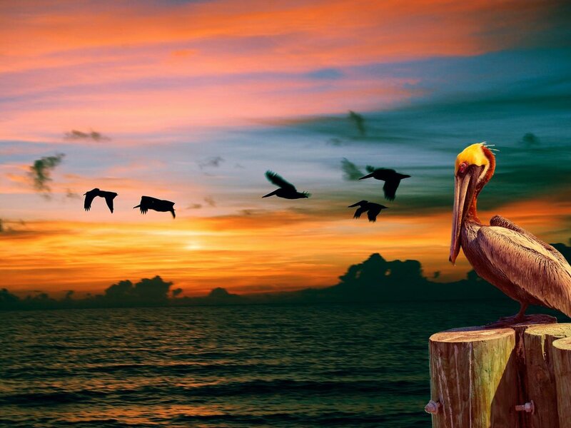 Pelican on a Post — Orange