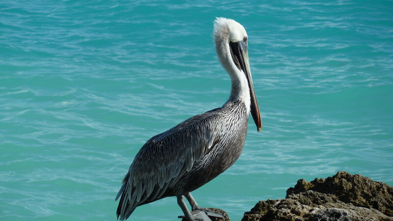 pelican on a rock by the sea