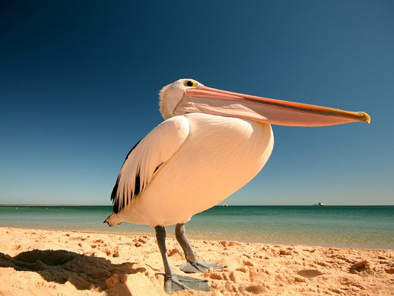 Pelican on a sandy beach