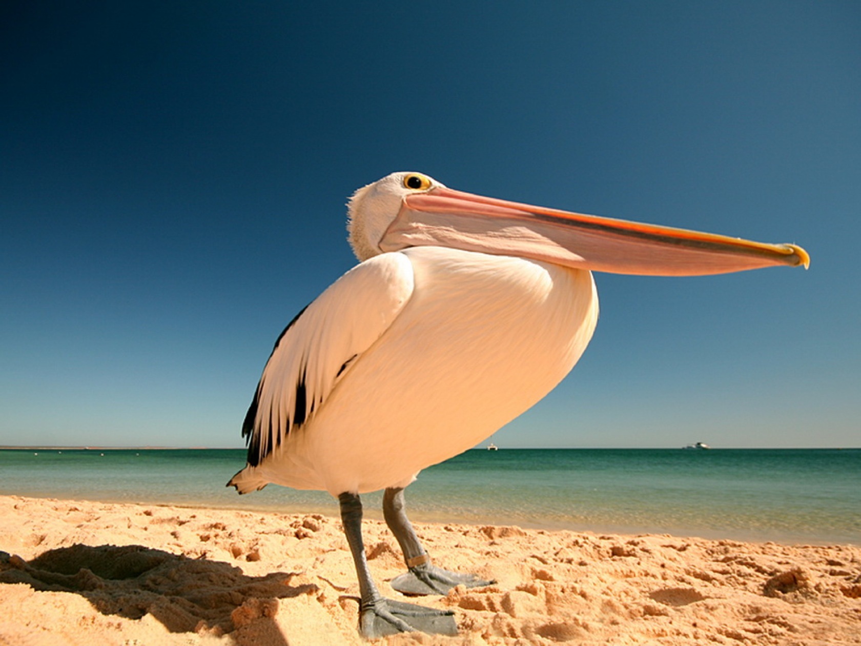 Pelican on a sandy beach