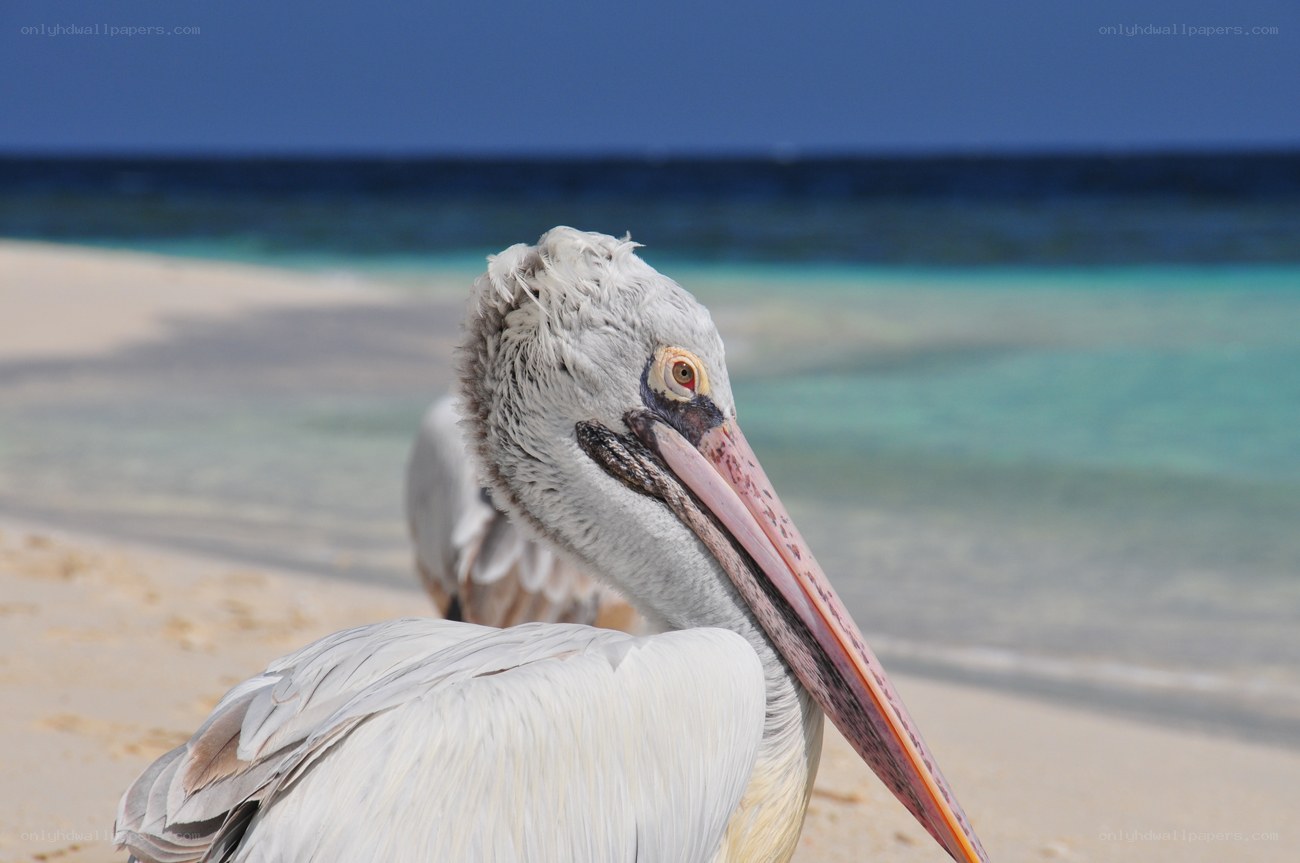 Pelican on a tropical beach