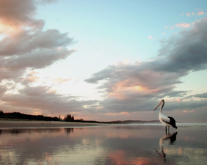 Pelican on Beach