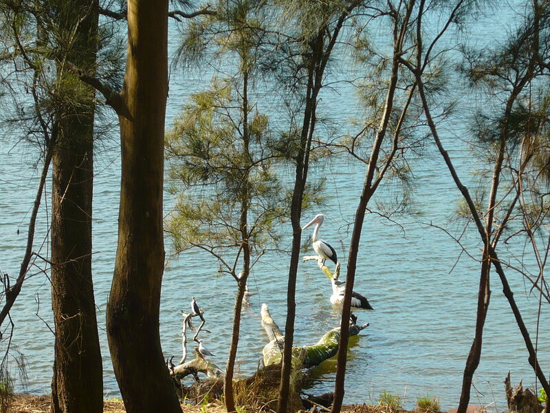 Pelican on Branch
