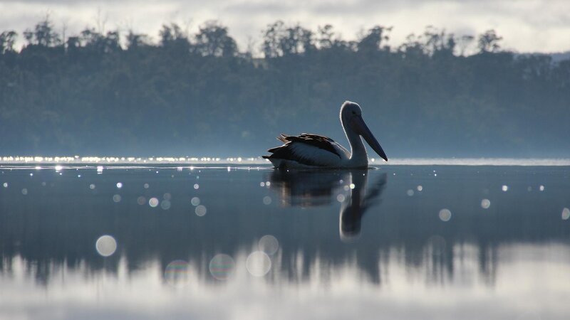 Pelican on Calm Water — Blue, Serene