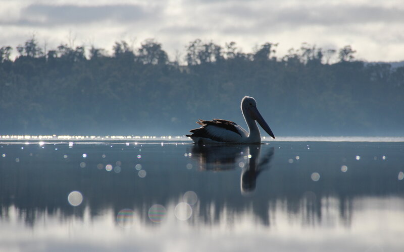 Pelican on Calm Water — Blue