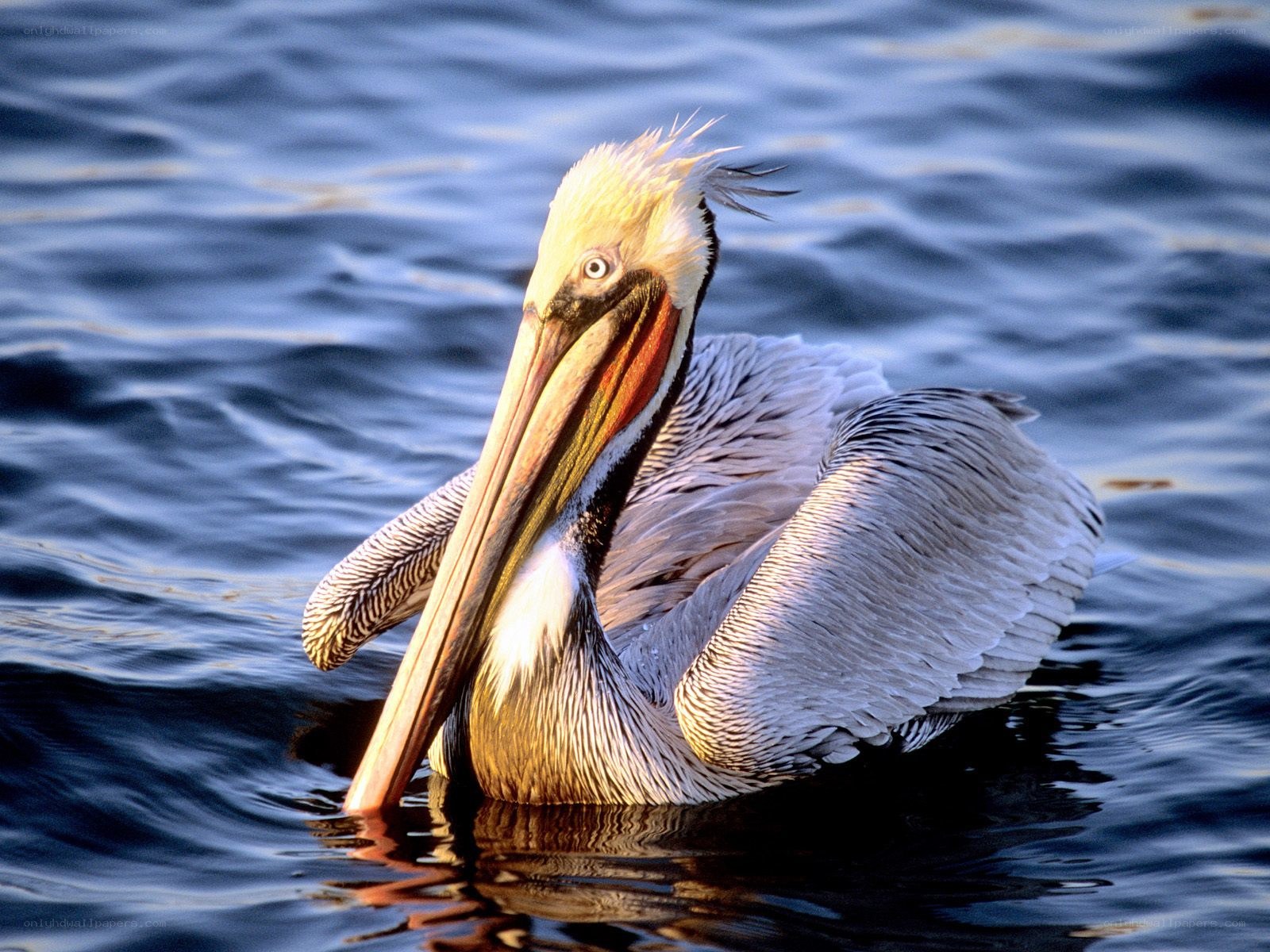 pelican on calm water