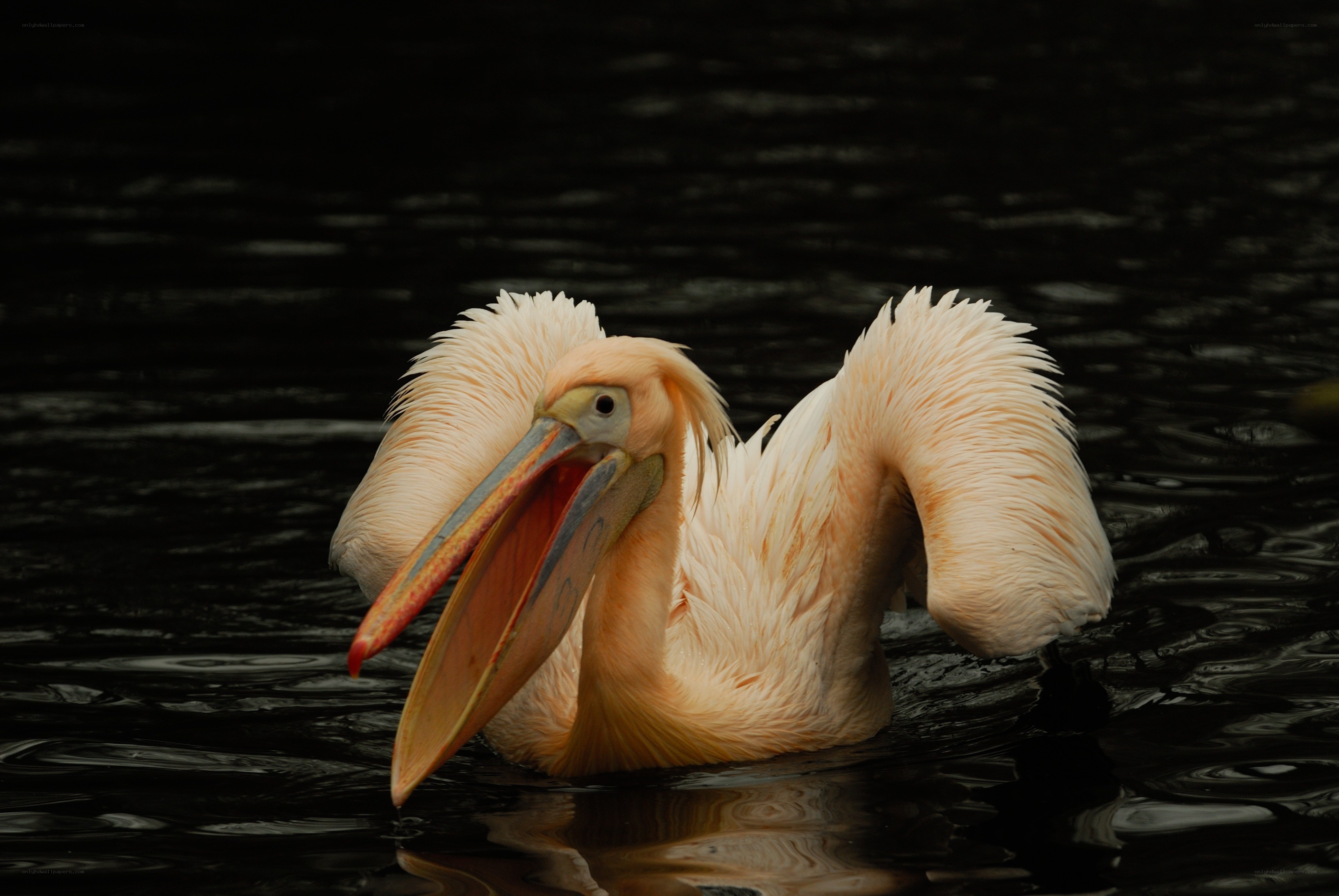 Pelican on dark water