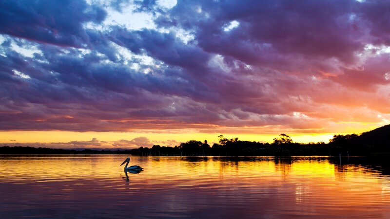 Pelican on Lake — Purple