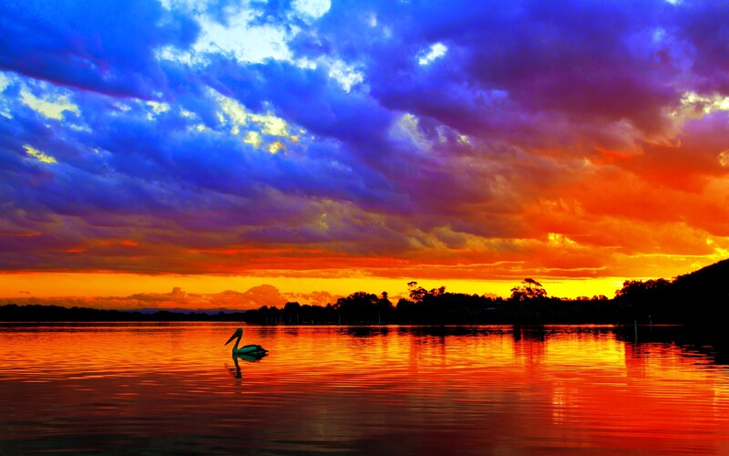 Pelican on Lake