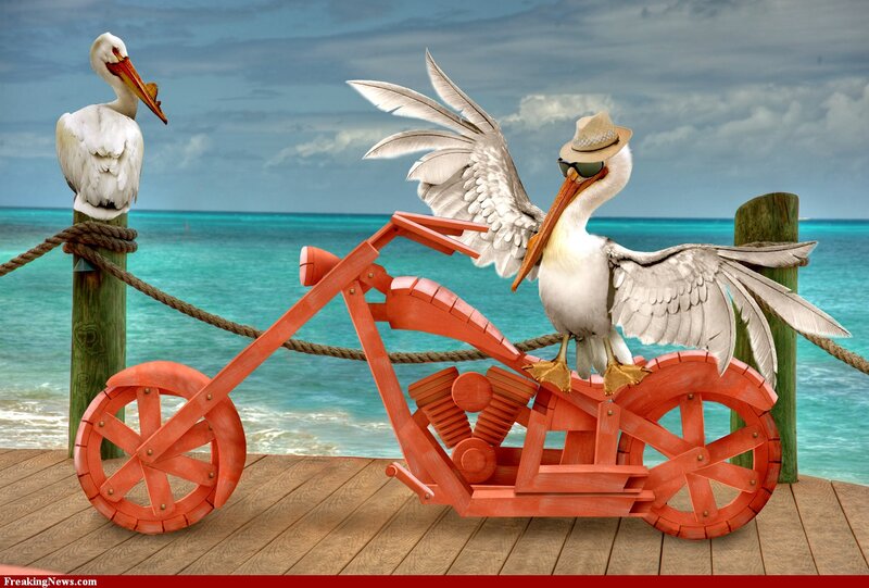 Pelican on Motorcycle