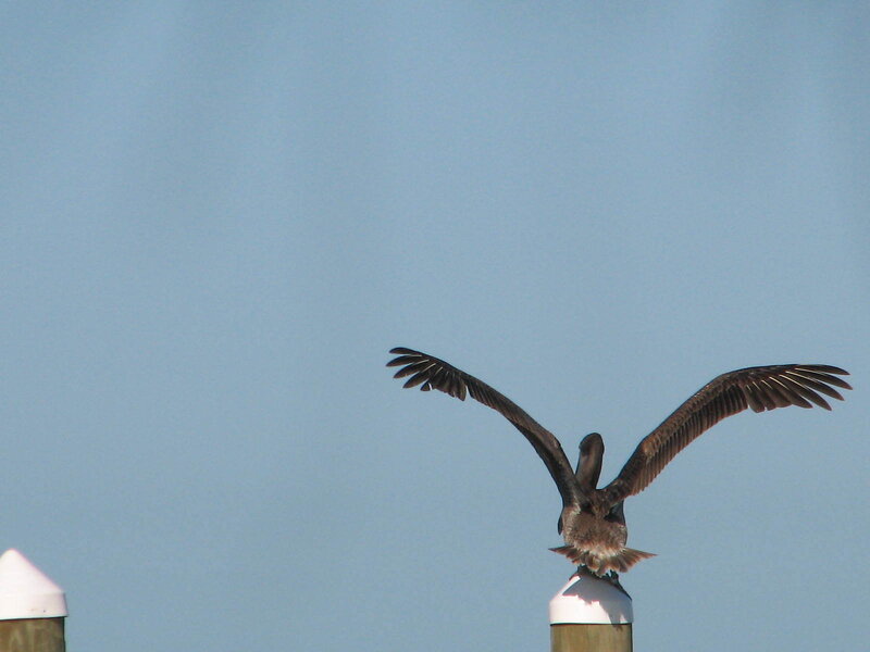 Pelican on Post — Blue
