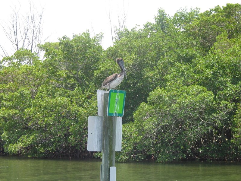 Pelican on Post — Green