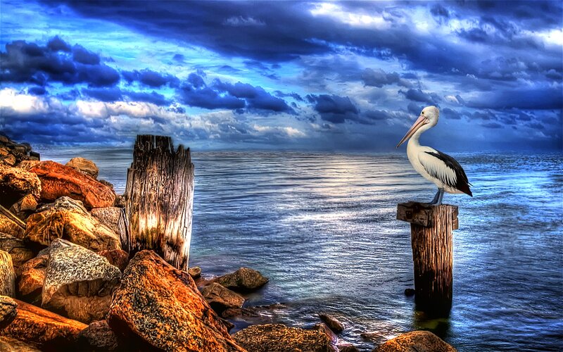 Pelican on Post