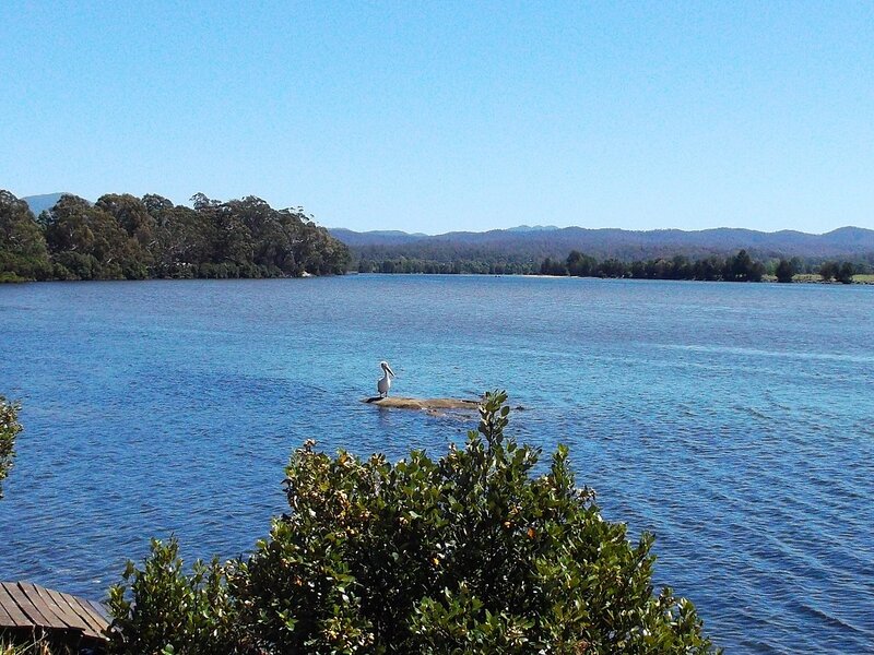 Pelican on Rock — Blue