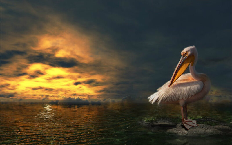 Pelican on Rock — Orange