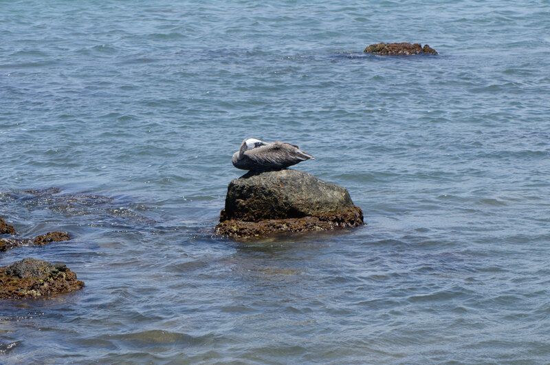 Pelican on Rock