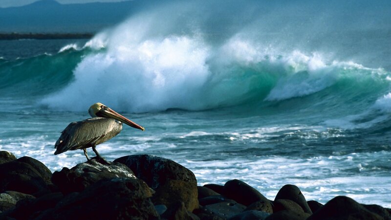 Pelican on Rocks — Blue, Dramatic, Afternoon