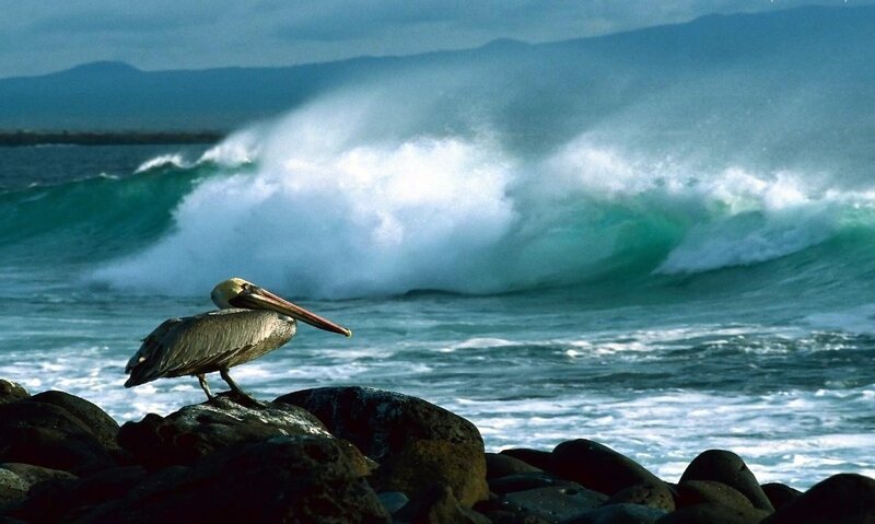 Pelican on Rocks — Blue